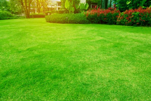 Grass Maintenance in Layton